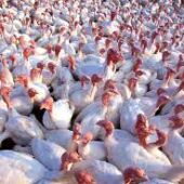 Pavos