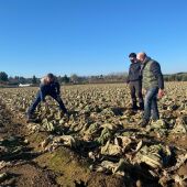 Daños en agricultura por riadas Ebro