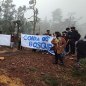 A Concellería de medioambiente paraliza a tala indiscriminada na Universidade Laboral