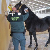 La Guardia Civil destapa las irregularidades presuntamente cometidas por una clínica veterinaria en la confección de pasaportes equinos
