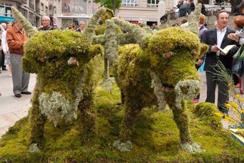 Jácome quiere quemar el Maio "a la valenciana" Jácome quiere quemar el Maio "a la valenciana"