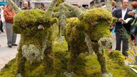 Maio Ourense Maio Ourense