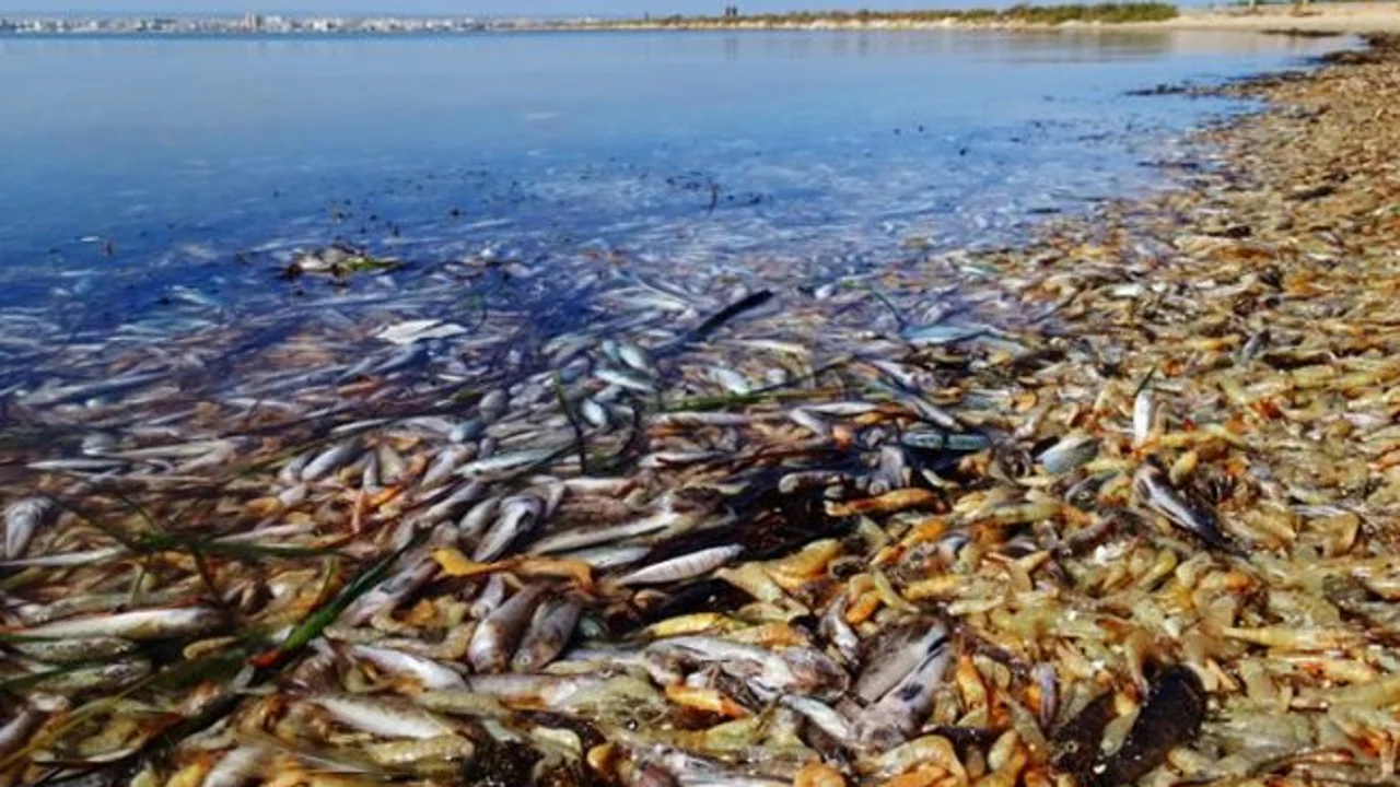 La Fiscalía pide 1 año y 9 meses prisión para el ex consejero de Agricultura, Antonio Cerdá, por el caso topillo de contaminación del Mar Menor