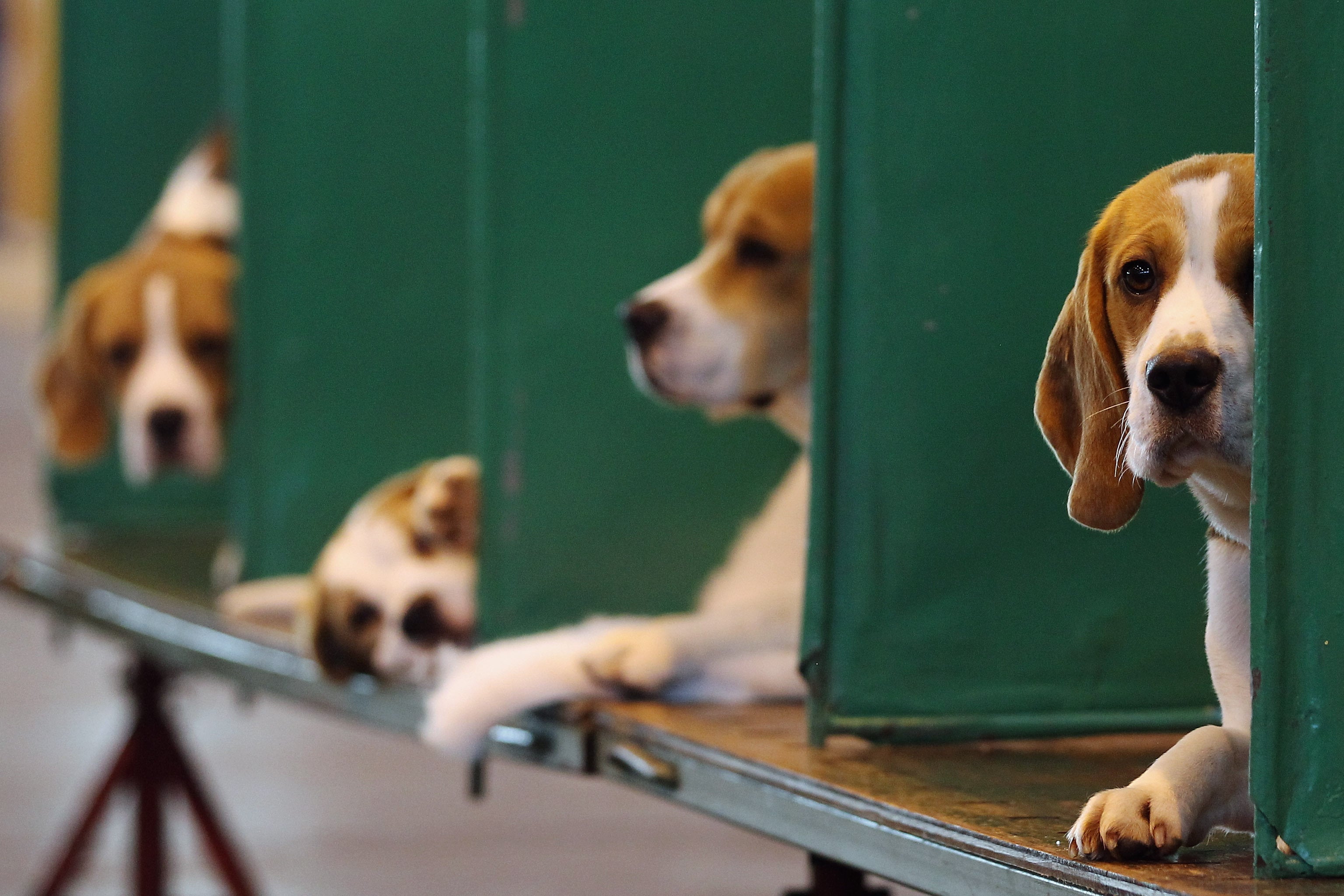 El Govern niega que el peligroso experimento con cachorros se realice en Cataluña: "El proyecto se hace en Madrid" El Govern niega que el peligroso experimento con cachorros se realice en Cataluña: "El proyecto se hace en Madrid"