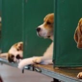 El Govern niega que el peligroso experimento con cachorros se realice en Cataluña: "El proyecto se hace en Madrid"