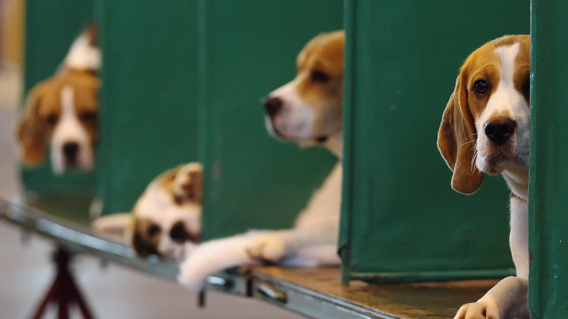 El Govern niega que el peligroso experimento con cachorros se realice en Cataluña: "El proyecto se hace en Madrid"