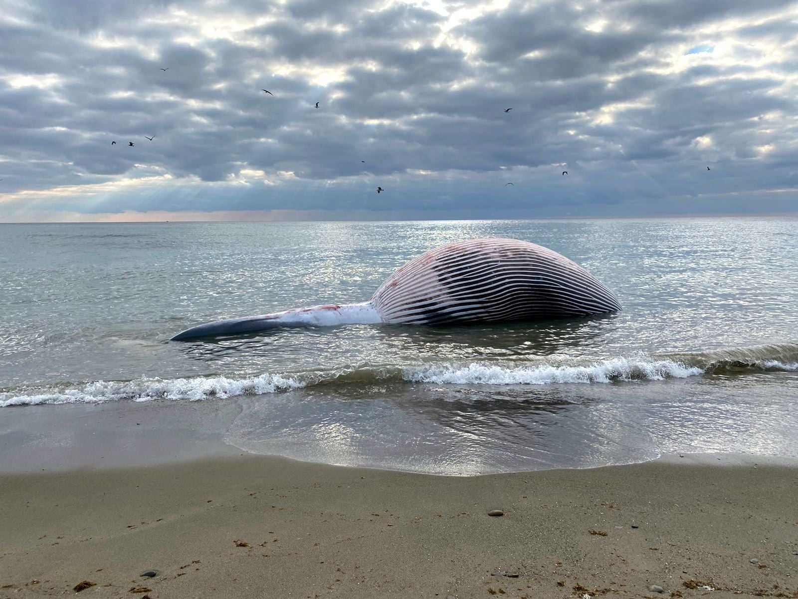 Aparece una ballena varada en Estepona Aparece una ballena varada en Estepona