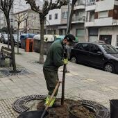 O Concello de Ourense inicia os traballos de plantación de árbores en alcorques da cidade