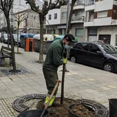 O Concello de Ourense inicia os traballos de plantación de árbores en alcorques da cidade O Concello de Ourense inicia os traballos de plantación de árbores en alcorques da cidade