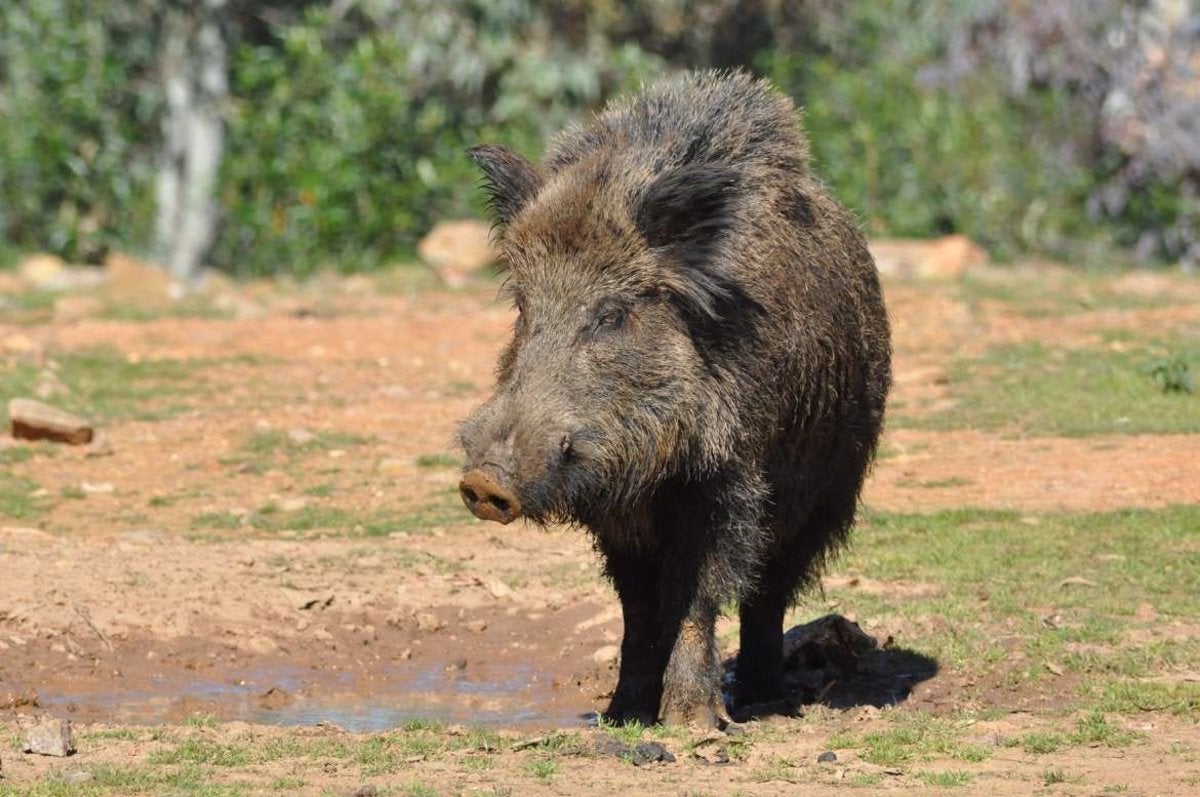 La Federación de caza dejará de cazar jabalíes si no reciben una compensación económica La Federación de caza dejará de cazar jabalíes si no reciben una compensación económica