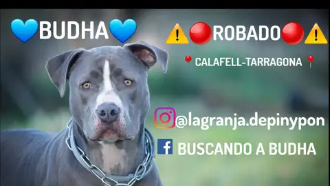 En busca de Budha En busca de Budha