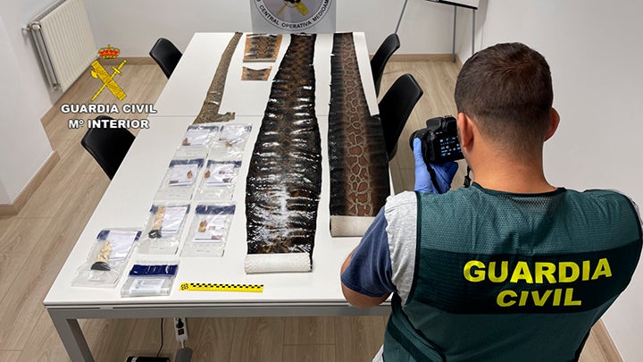Incautan 100 piezas de marfil, pieles de serpientes y lagartos que iban ser vendidos ilegalmente Incautan 100 piezas de marfil, pieles de serpientes y lagartos que iban ser vendidos ilegalmente