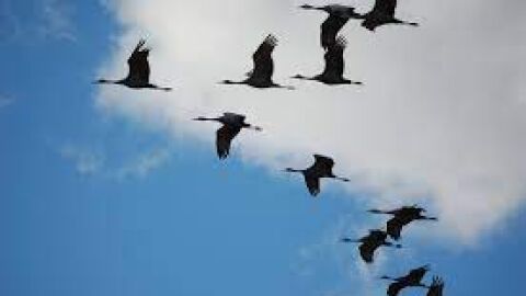 Grullas en el cielo de Los Pedroches