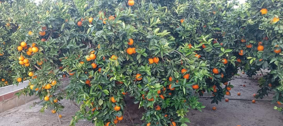 Los agricultores denuncian el drama de la naranja valenciana Los agricultores denuncian el drama de la naranja valenciana