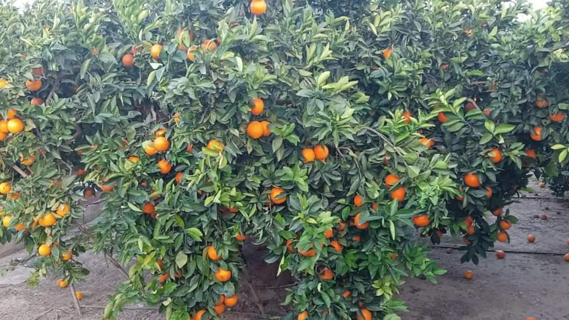 La naranja valenciana