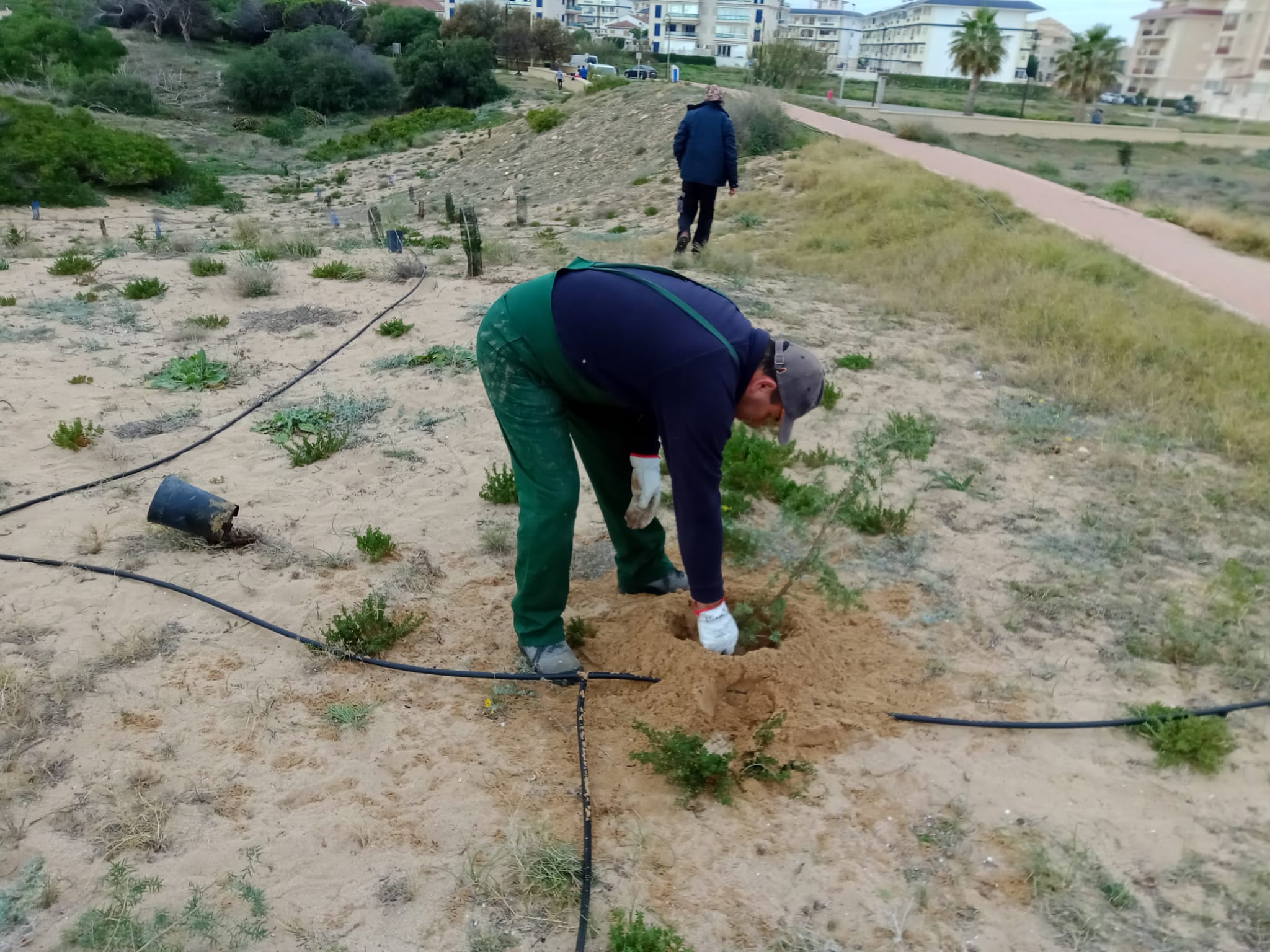 Los sabinares y enebrales costeros son un bosque abierto catalogado como hábitat de interés comunitario Los sabinares y enebrales costeros son un bosque abierto catalogado como hábitat de interés comunitario