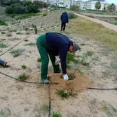 Los sabinares y enebrales costeros son un bosque abierto catalogado como hábitat de interés comunitario Los sabinares y enebrales costeros son un bosque abierto catalogado como hábitat de interés comunitario