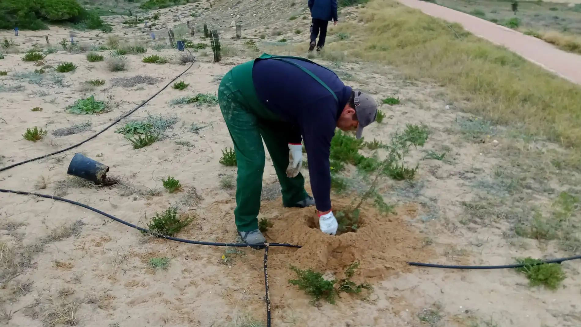 Los sabinares y enebrales costeros son un bosque abierto catalogado como hábitat de interés comunitario 