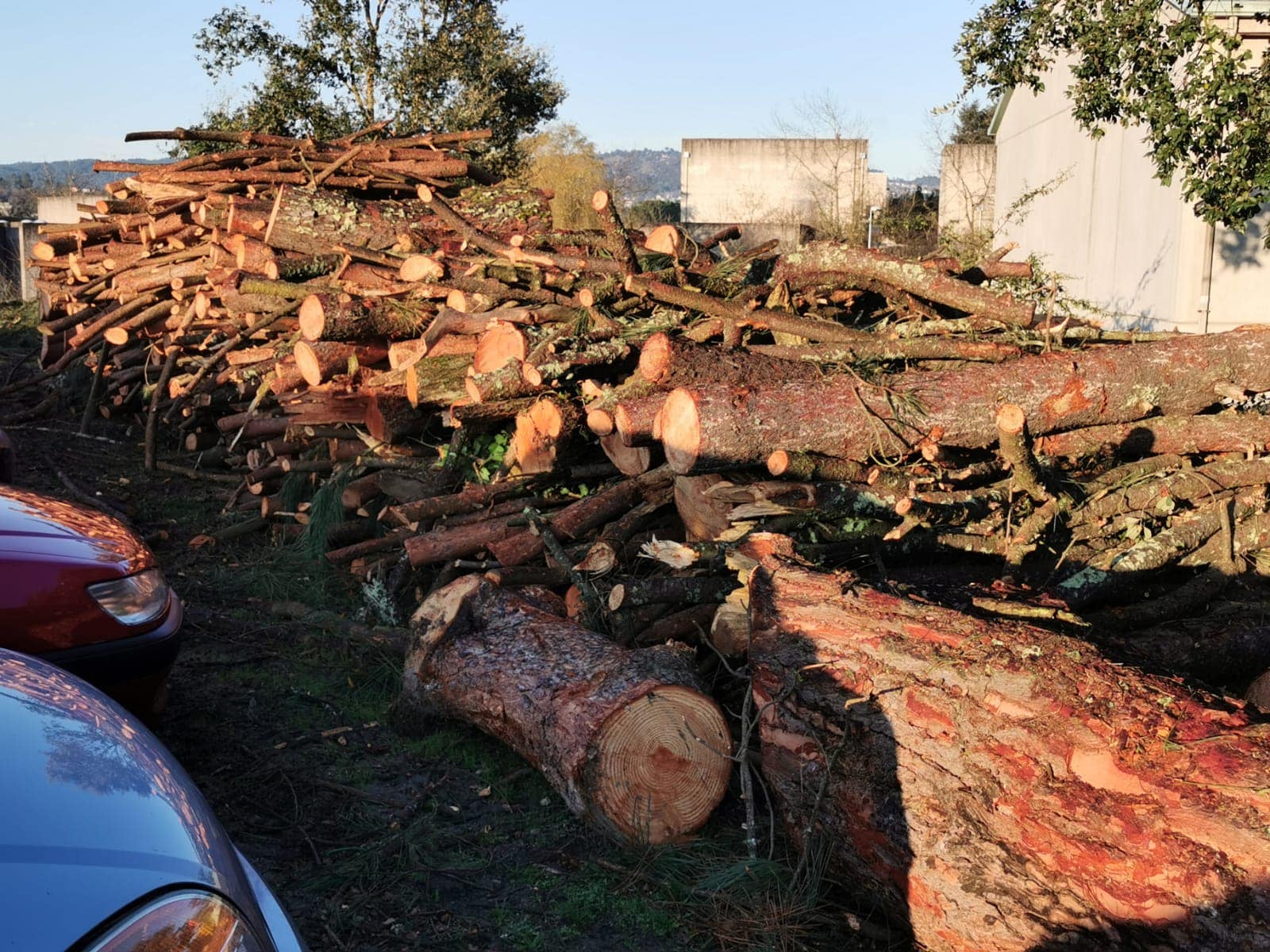 O BNG exixirá responsabilidades diante do arboricidio perpetrado na Universidade laboral O BNG exixirá responsabilidades diante do arboricidio perpetrado na Universidade laboral