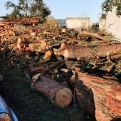 O BNG exixirá responsabilidades diante do arboricidio perpetrado na Universidade laboral