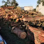 O BNG exixirá responsabilidades diante do arboricidio perpetrado na Universidade laboral O BNG exixirá responsabilidades diante do arboricidio perpetrado na Universidade laboral