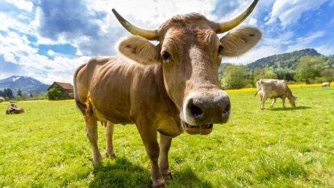 Vaca