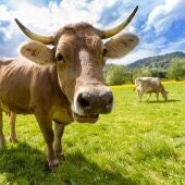 Vaca