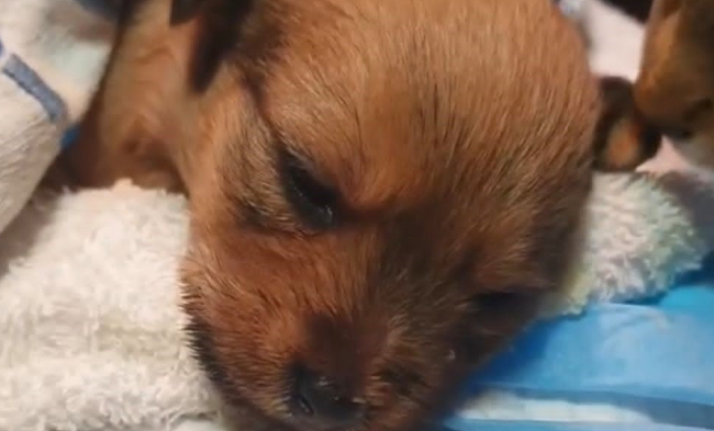 Rescatan a sesenta y tres cachorros con hipotermia Rescatan a sesenta y tres cachorros con hipotermia