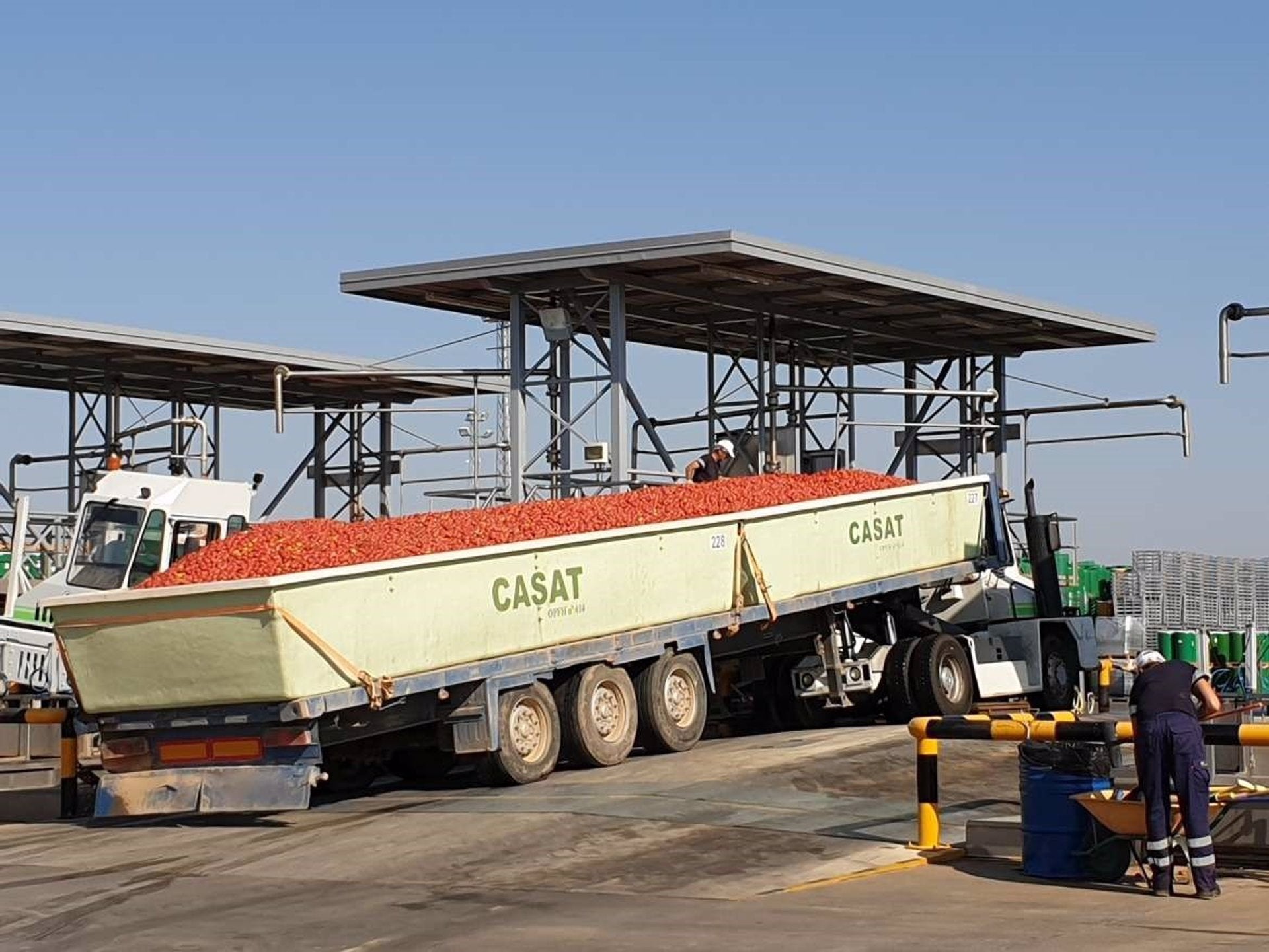 APAG Extremadura Asaja pide que se cumpla la ley de cadena alimentaria y no se pague el tomate por debajo de los costes APAG Extremadura Asaja pide que se cumpla la ley de cadena alimentaria y no se pague el tomate por debajo de los costes