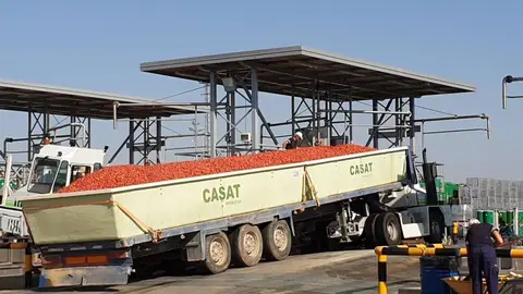 APAG Extremadura Asaja pide que se cumpla la ley de cadena alimentaria y no se pague el tomate por debajo de los costes APAG Extremadura Asaja pide que se cumpla la ley de cadena alimentaria y no se pague el tomate por debajo de los costes
