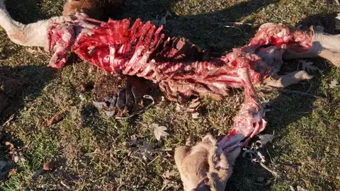 ASAJA denuncia los reiterados ataques de lobos en la comarca de Saldaña Ganadería