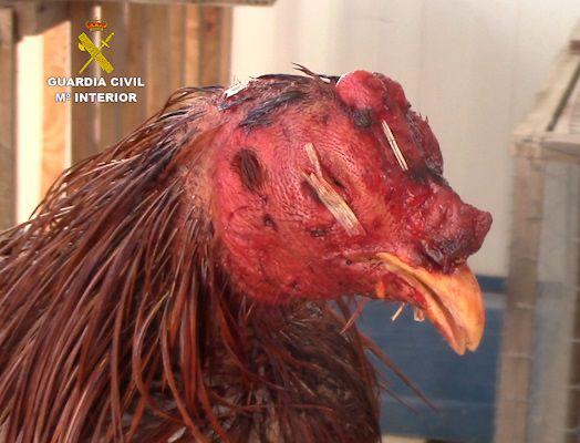 Raúl Mérida denuncia el incremento de peleas de gallos detectado en las últimas semanas y pide colaboración para detenerlas Raúl Mérida denuncia el incremento de peleas de gallos detectado en las últimas semanas y pide colaboración para detenerlas