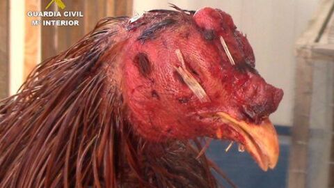 Pelea de gallos