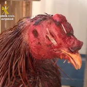 Pelea de gallos Pelea de gallos