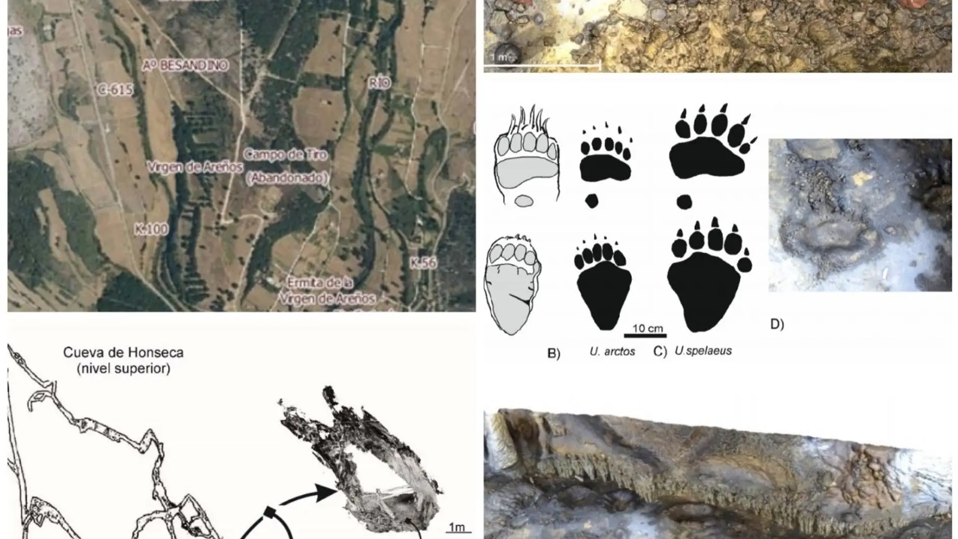 El CENIEH concluye que las huellas de la Cueva de Honseca de Velilla del Río Carrión son de oso cavernario