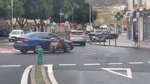 Seprona