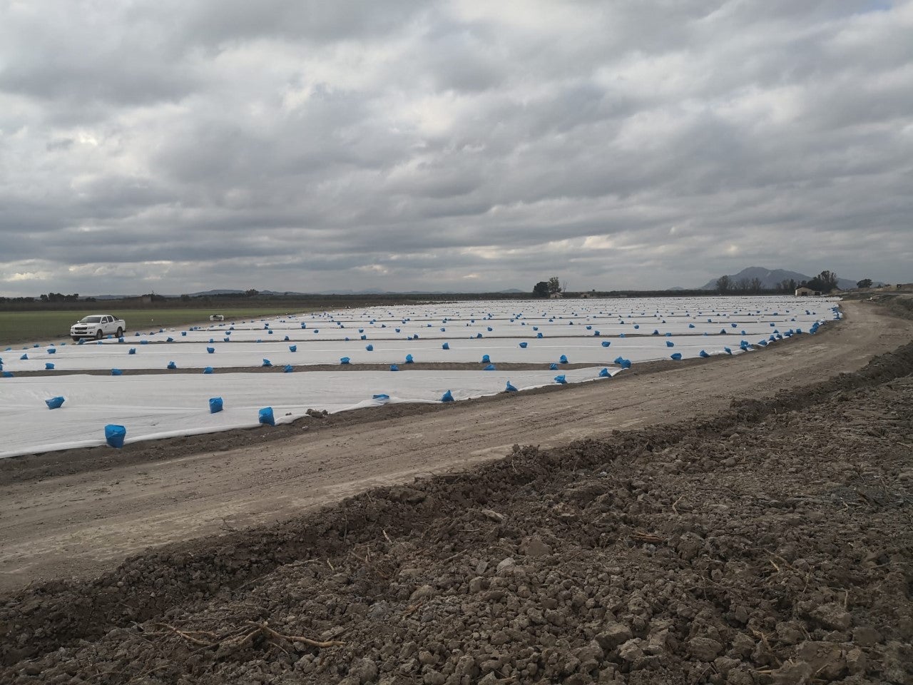 El Ayuntamiento de Elche y la Conselleria de Transición Ecológica incoan expediente a una explotación agrícola implantada junto a El Hondo El Ayuntamiento de Elche y la Conselleria de Transición Ecológica incoan expediente a una explotación agrícola implantada junto a El Hondo