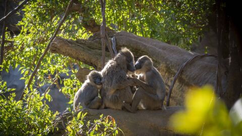 BIOPARC