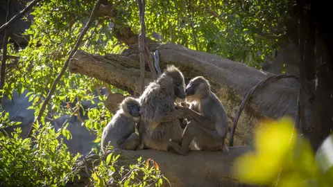 BIOPARC BIOPARC
