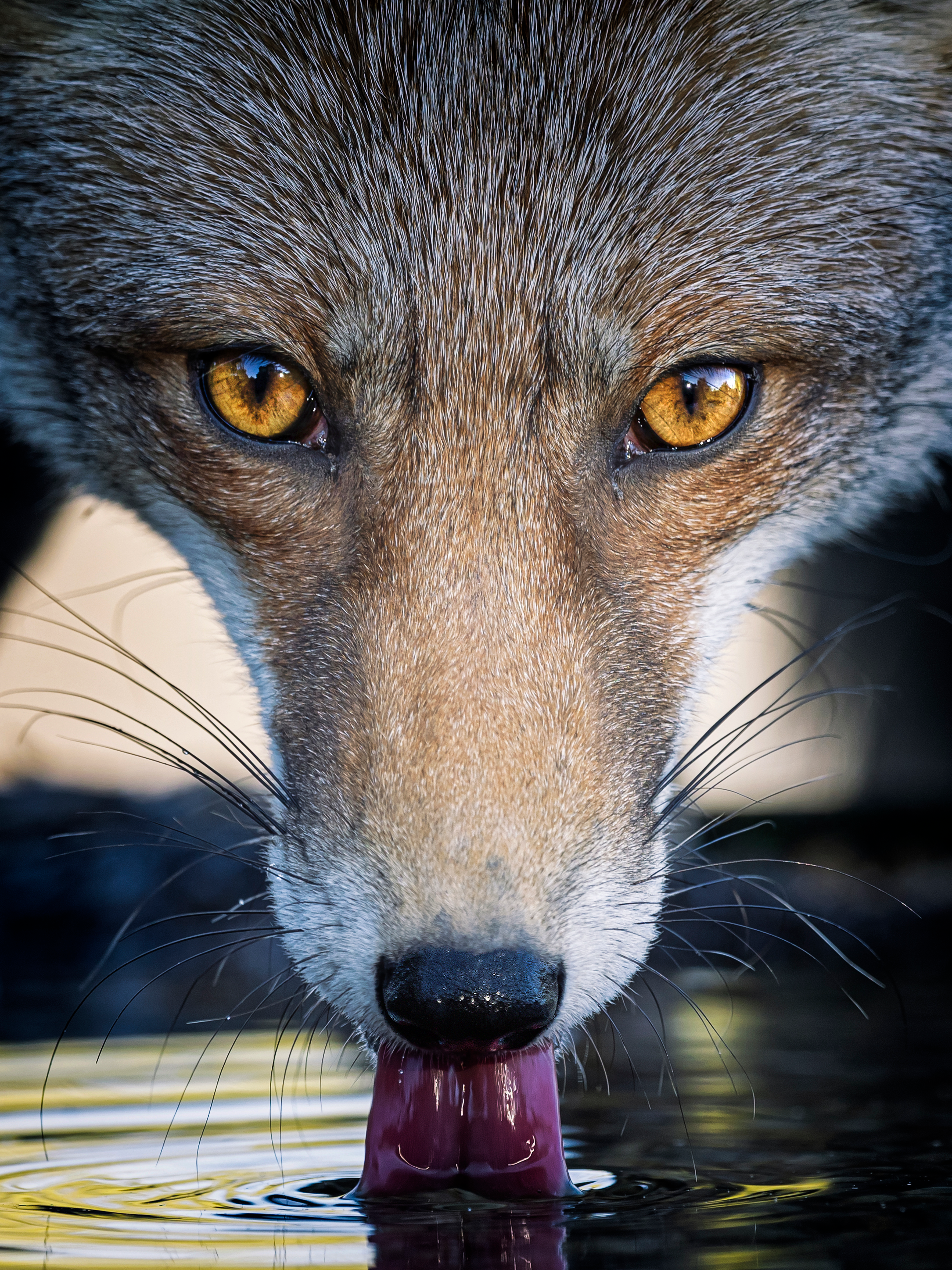 'La Mirada', la hipnótica foto que se hace con el segundo premio del concurso Espacios Naturales 'La Mirada', la hipnótica foto que se hace con el segundo premio del concurso Espacios Naturales