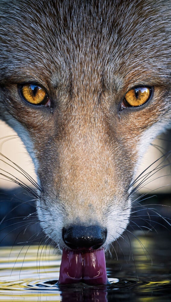 La Mirada