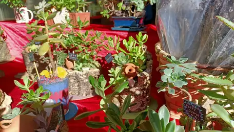 El Mercado de las Flores vuelve al jardín de San Lucas de Toledo este sábado con nueve expositores El Mercado de las Flores vuelve al jardín de San Lucas de Toledo este sábado con nueve expositores