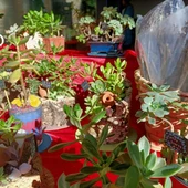 El Mercado de las Flores vuelve al jardín de San Lucas de Toledo este sábado con nueve expositores El Mercado de las Flores vuelve al jardín de San Lucas de Toledo este sábado con nueve expositores