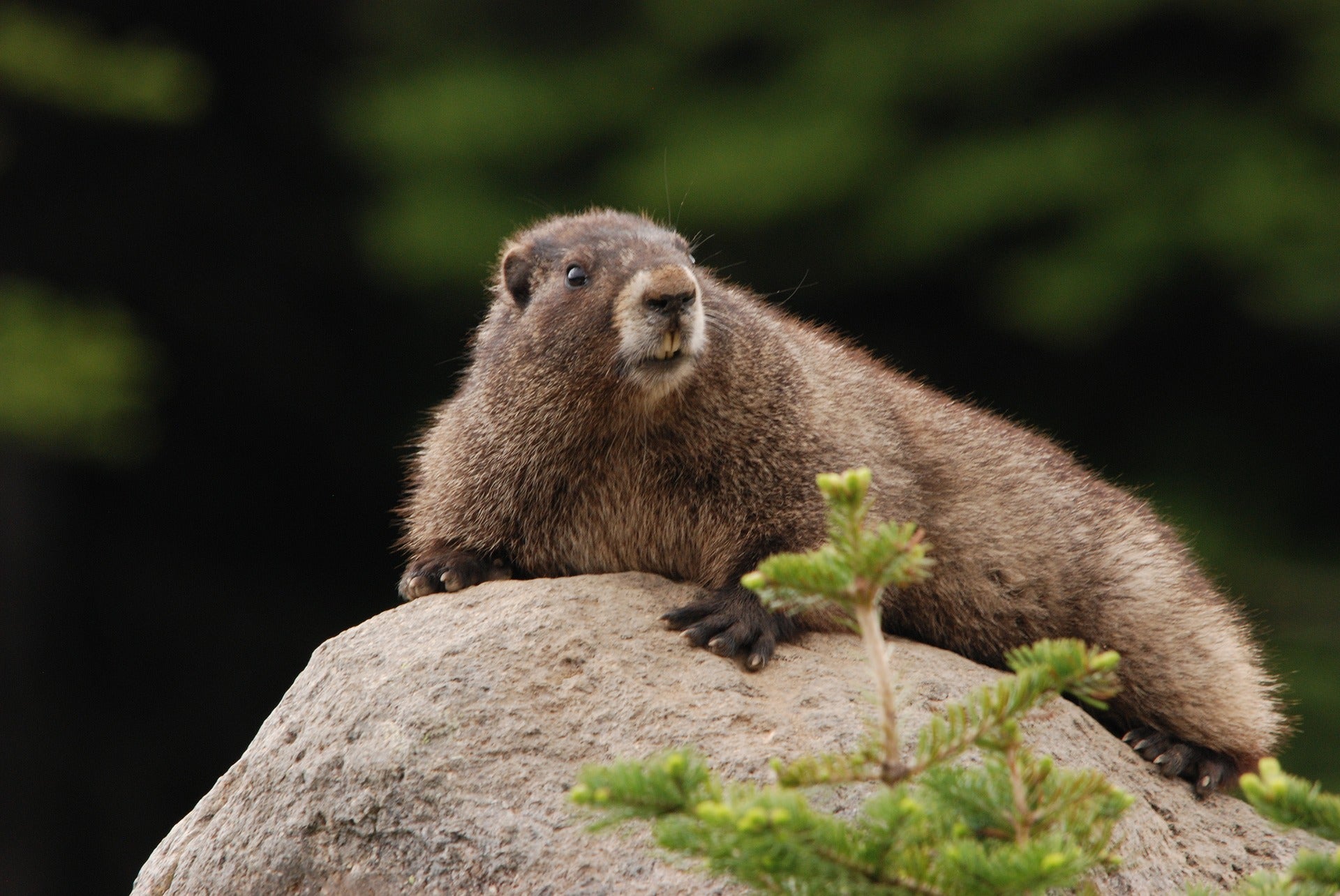 Muere la marmota Milltown Mel horas antes del ‘Día de la Marmota’ Muere la marmota Milltown Mel horas antes del ‘Día de la Marmota’