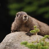 Imagen de archivo de una marmota