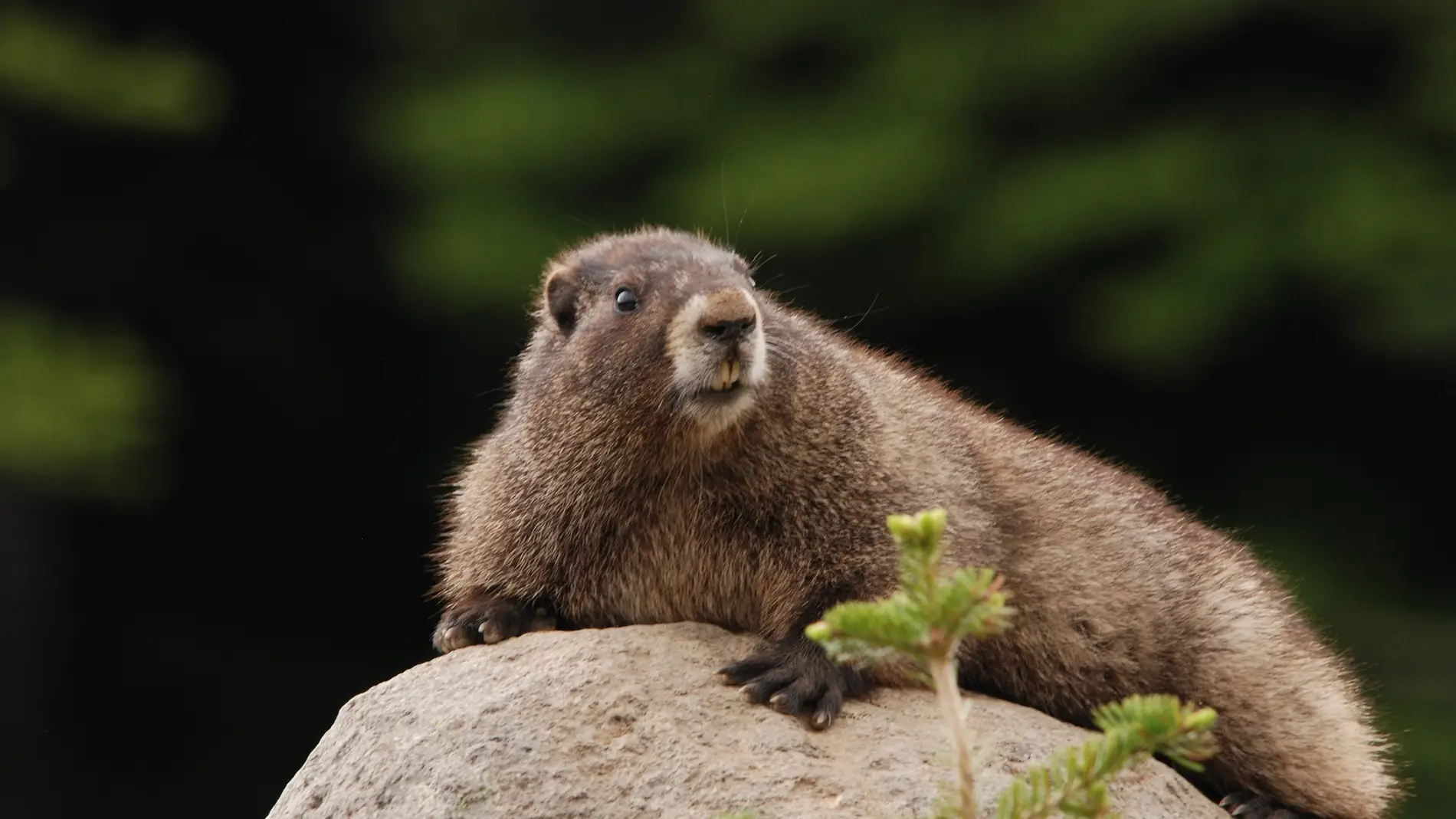 Imagen de archivo de una marmota