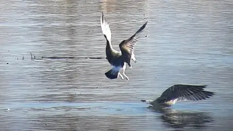 Humedal de Salburua Humedal de Salburua