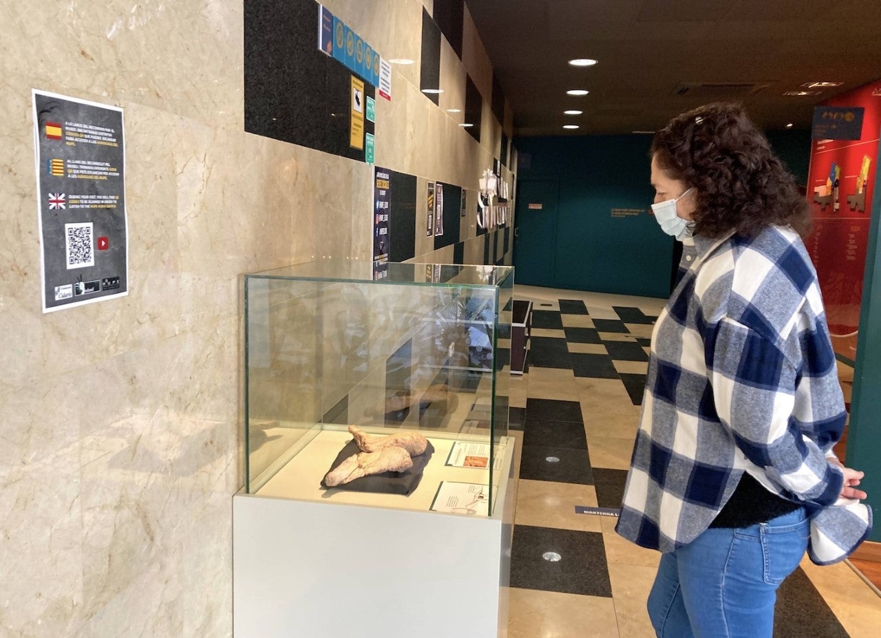 El Museo Paleontológico de Elche expone los fósiles de las clavículas del saurópodo más primitivo conocido hasta ahora El Museo Paleontológico de Elche expone los fósiles de las clavículas del saurópodo más primitivo conocido hasta ahora