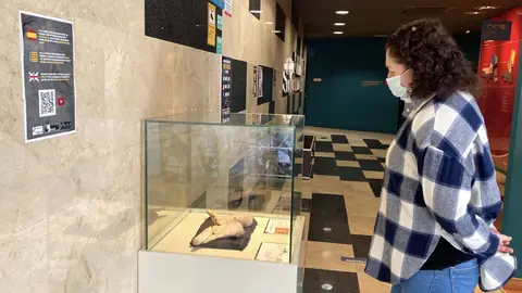 El MUPE expone los fósiles de las clavículas del saurópodo más primitivo conocido hasta ahora. El MUPE expone los fósiles de las clavículas del saurópodo más primitivo conocido hasta ahora.