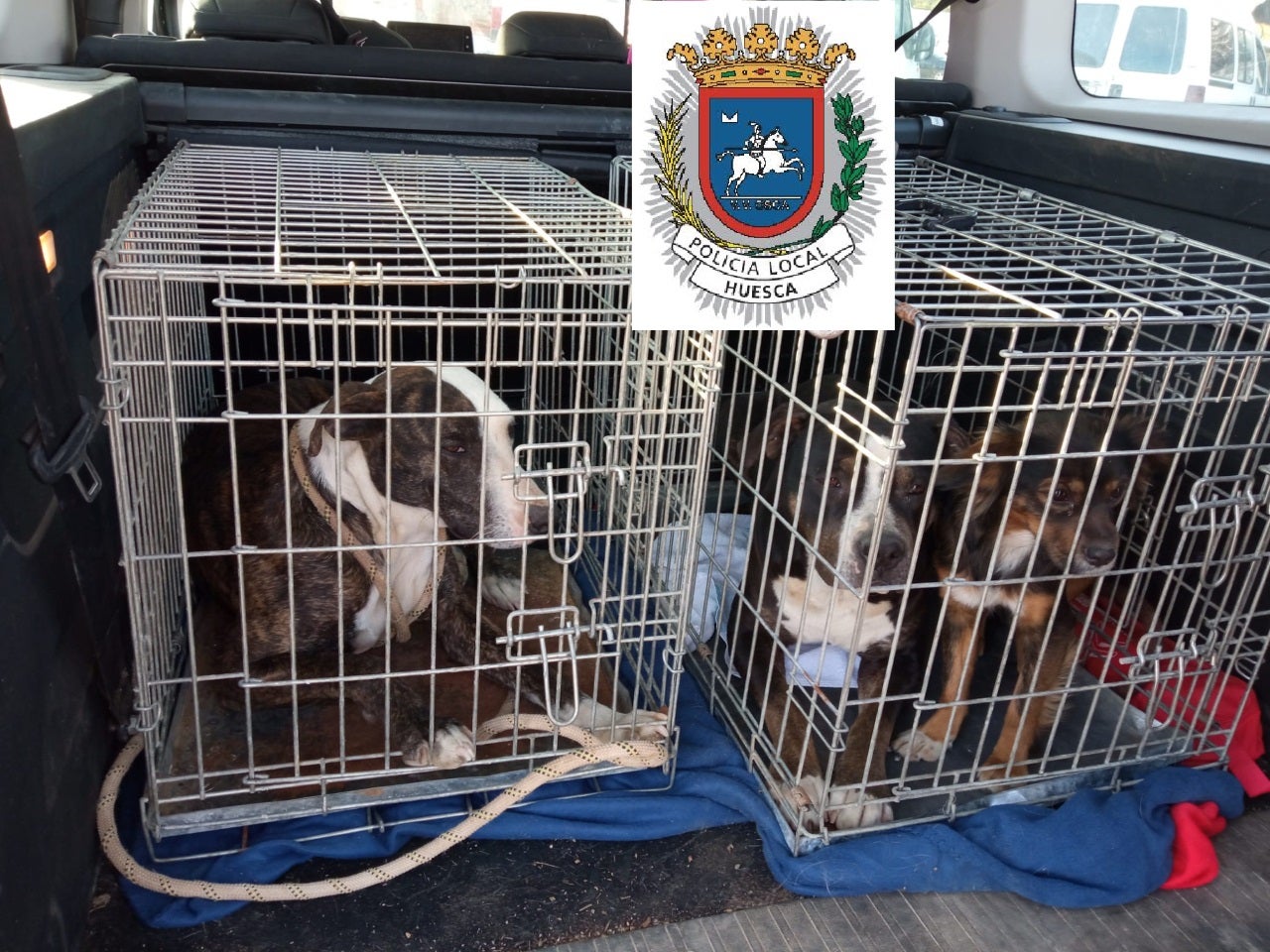 Capturan a los perros que atacaron a una ciclista Capturan a los perros que atacaron a una ciclista